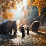 Elephant Conservation & Sanctuaries in Thailand