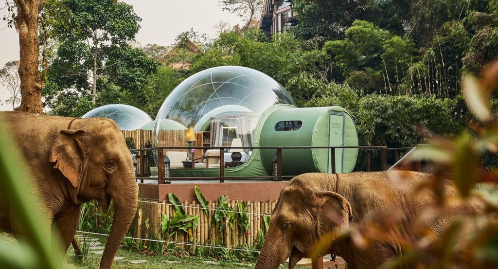 Elephants in Front of Jungle Bubbles at Anantara | Thailand Insider
