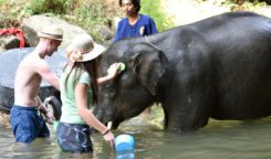 An Elephant’s Life and Adventure Activities