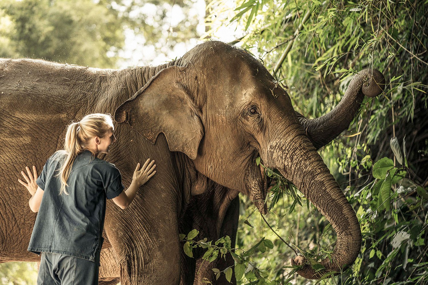 elephant thailand tourist