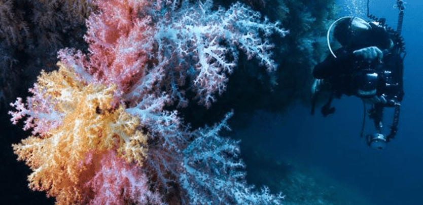 Image of Scuba Diving