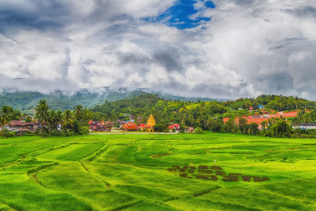 Rice Fields at Na Haeo District | Thailand Insider