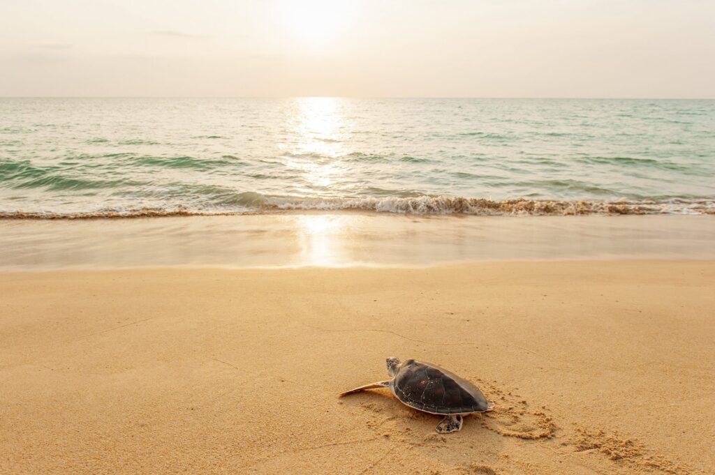 Thai Mueang Beach