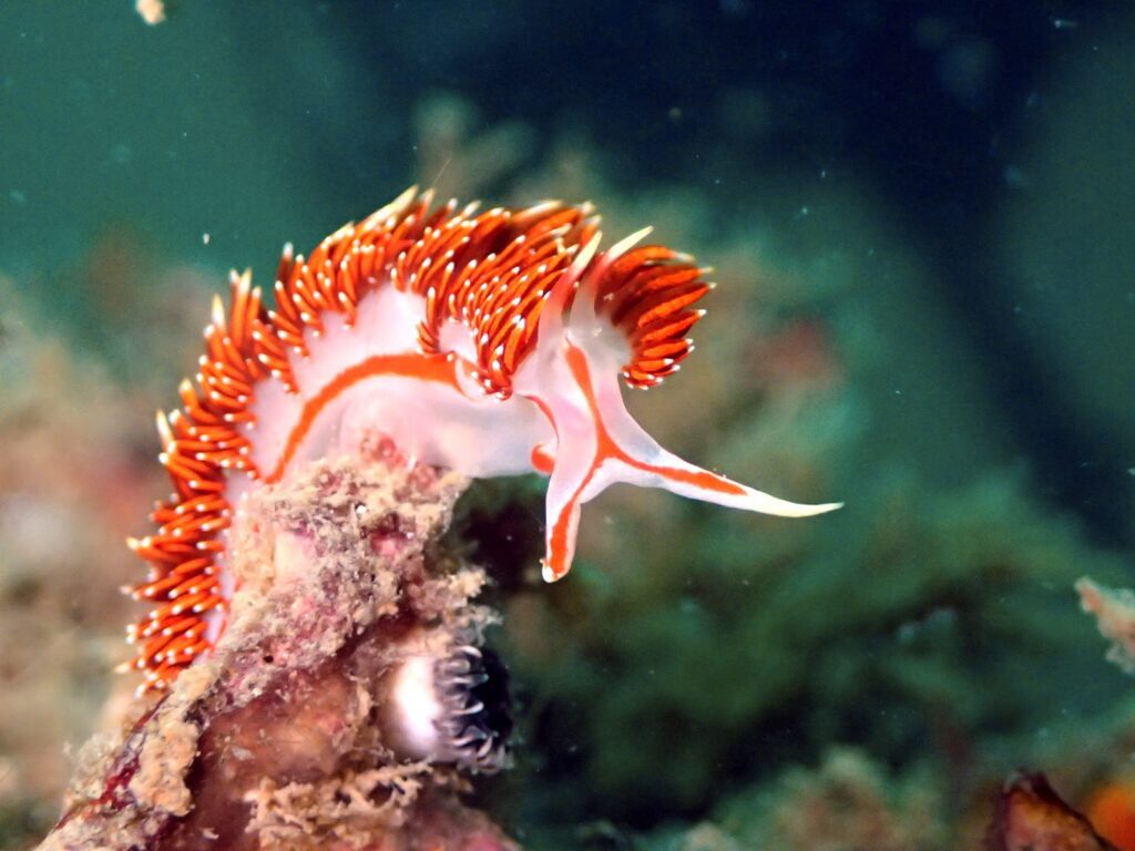 Nudibranch in Trang
