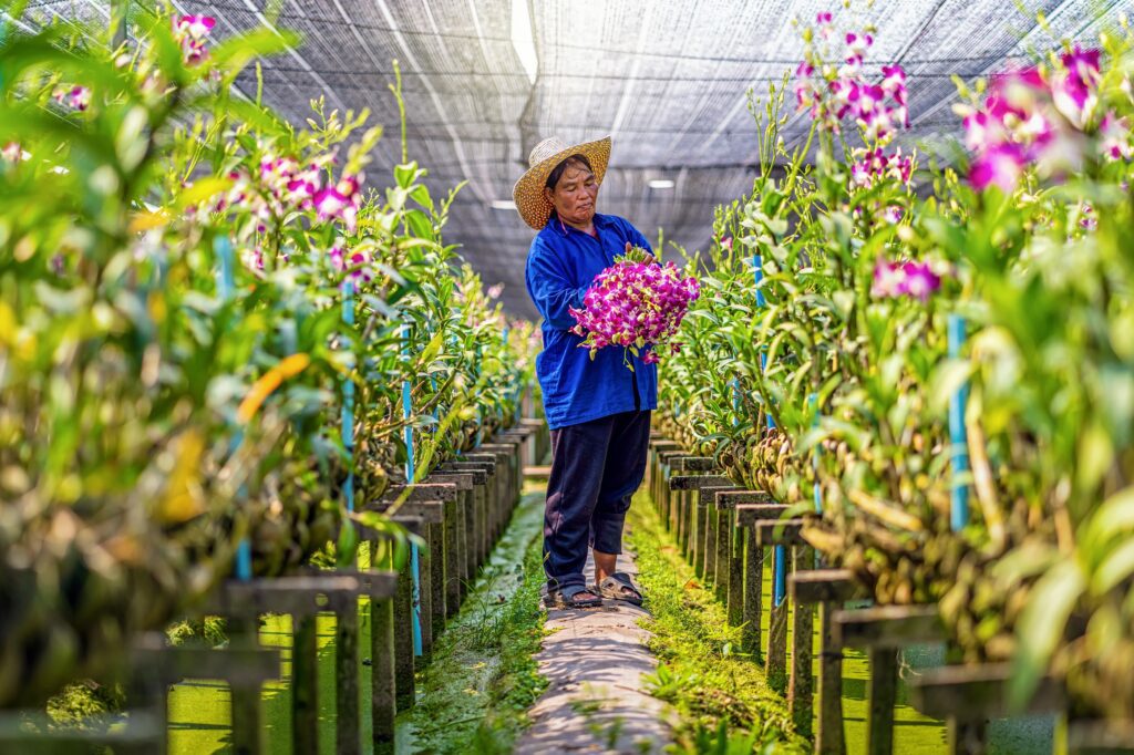 Orchid Farm in Thailand