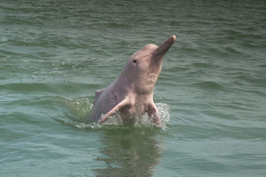 Pink Dolphin