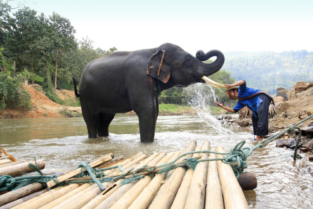 Thailand Elephant Conservation Center | Thailand Insider