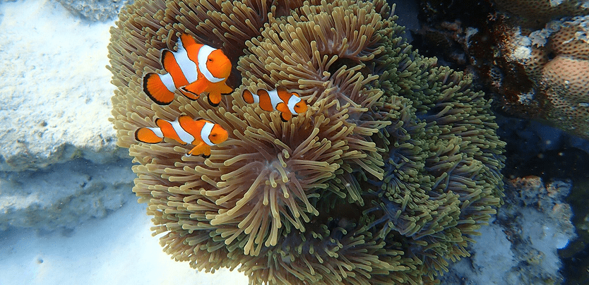 Image of snorkeling