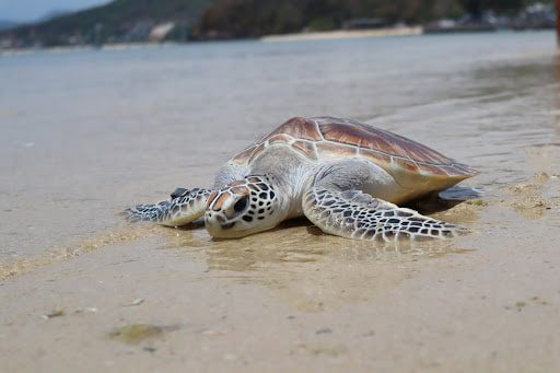Turtle Being Released at a Beach in Phuket | Shutterstock