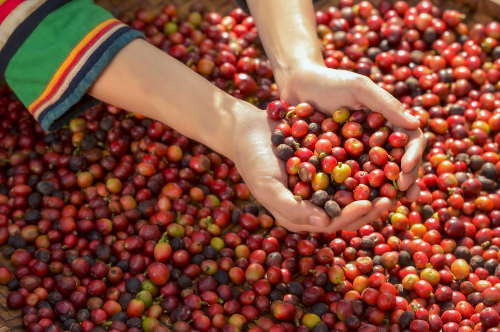 The Rise of Coffee Production in Thailand - Thailand Insider