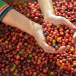 The Rise of Coffee Production in Thailand