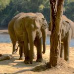 Elephant Care Tourism in Thailand