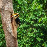 Best Bird Watching Spots in Thailand