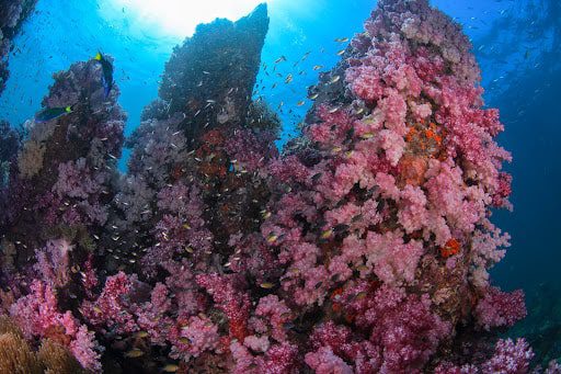Soft Coral at Ko Lipe
